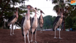 طائر أبو سعن الأفريقي.. بهجة بحيرة "أواسا" الإثيوبية 