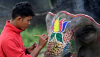 بوفكالي تفوز بلقب ملكة جمال الأفيال