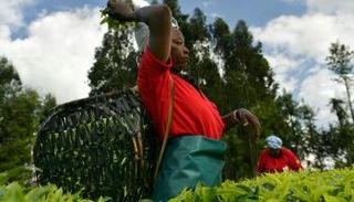 مصدرو الشاي في كينيا ينوّعون منتجاتهم لمواجهة انخفاض الأسعار