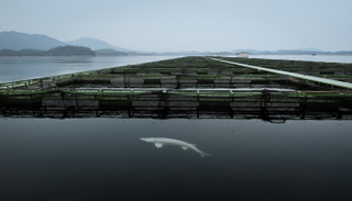 تربية سمك الحفش في بحيرة تشياندوا بمقاطعة تشيجيانغ في الصين - أ ف ب