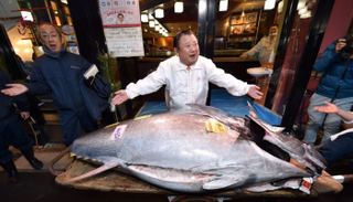 سمكة التونة وزنها 276 كيلوجراما