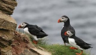 طائر البفن البحري