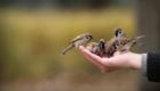 اليوم العالمي للعصافير.. مناسبة عالمية للتوعية بالطيور المحتجزة