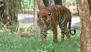 الشرطة عثرت على جثث 6 أطفال هاجمتهم النمور خلال عامين - أرشيفية