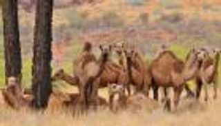 أستراليا تخطط لقتل 10 آلاف جمل لتوفير المياه