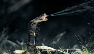 يموت نحو 100 ألف بلدغات الأفاعي سنوياً - أرشيفية