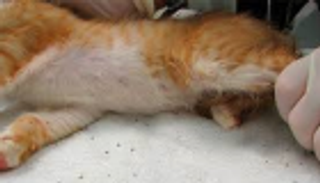 براغيث القطط كابوس يمكن التخلص منه بخطوات