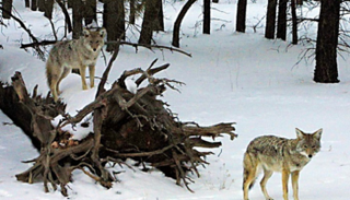 ذئبان بريان في جراند كانيون بولاية أريزونا