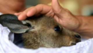 حرائق الغابات تهدد حيوانات أستراليا بالانقراض