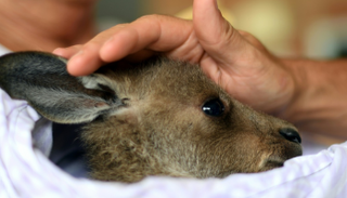 كنغر يتلقى العلاج بعد إنقاذه من الحرائق