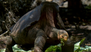 ذكر السلحفاة "دييجو" 