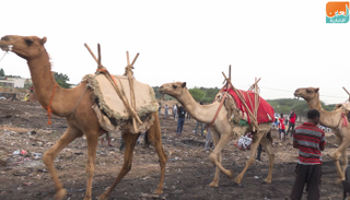 رعي الإبل من القطاعات التجارية المهمة في إثيوبيا