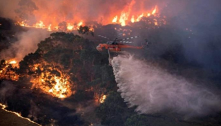 الحرائق أتت على ملايين الأفدنة من الغابات