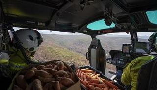 مروحيات تلقي البطاطا والجزر لإطعام مستعمرات الكنغر في أستراليا