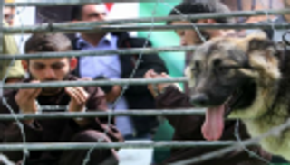 تحذير فلسطيني من قرار إسرائيلي بعزل الأسرى الأطفال