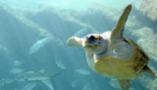 "جودي" تعاود العوم.. سلحفاة أنقذتها زعنفة بديلة من الانقراض