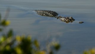 غابة داينتري المدارية تعج بالتماسيح
