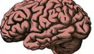 استشعار تدفق الدم.. اكتشاف وظيفة جديدة لخلايا دماغية