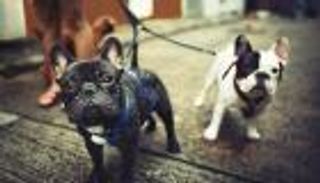 الكلاب تخفف توتر المسافرين في مطار بريطاني