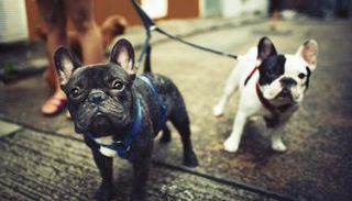 الكلاب خضعت إلى تدريبات لتوفير الراحة والطمأنينة للأشخاص 