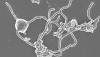 من أعماق البحار.. ميكروب يكشف عن لغز تطور الكائنات الحية