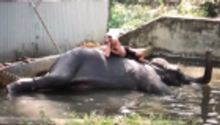 تعذيب فيل متهم بقتل شخص في سريلانكا