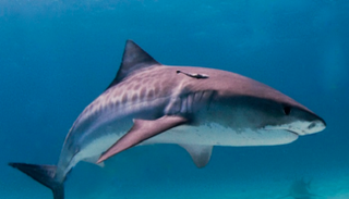 سمكة قرش تهاجم رجلا في أستراليا - أرشيفية