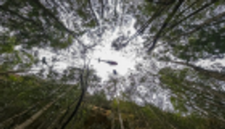 مهمة سرية لإنقاذ "الشجر الديناصور" من حرائق أستراليا