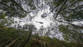 أشجار صنوبر ولومي أنقذت من النيران بفضل مهمة حماية استثنائية