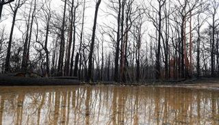 عواصف رعدية مصحوبة بأمطار اجتاحت المناطق التي تشتعل فيها الحرائق 