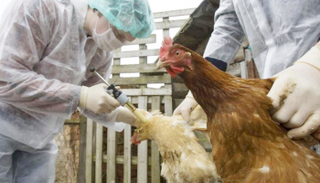 عودة إنفلونزا الطيور إلى التشيك - صورة أرشيفية