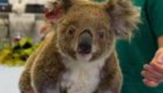 معاناة حيوانات أستراليا.. كوالا يلعق بقايا الأمطار ليروي عطشه