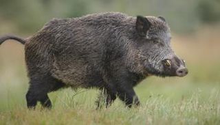 الخنازير أكلت الأجزاء الرخوة من جسم الرجل - أرشيفية