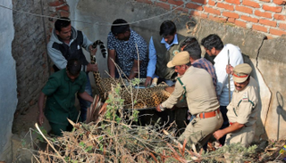 السلطات نجحت في تهدئة النمر وأسره