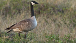 معهد ألماني يرجح انتقال إنفلونزا الطيور عبر الطيور المهاجرة