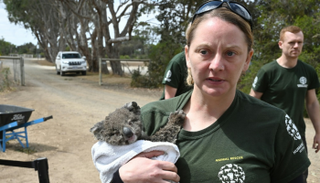 محاولات متعددة لإنقاذ الحيوانات