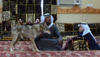 على غرار فيلم "ماوكلي".. أسرة سعودية تعيش مع الذئاب منذ 11 عاما