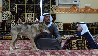 أسرة سعودية تعيش مع الذئاب منذ 11 عاما