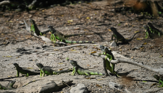 سحالي الإيجوانا 