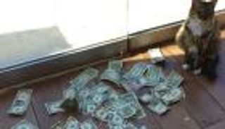 تبنى قطا للتخلص من الفئران فجلب له الأموال