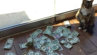 القط بجانب الأموال التي يلعب بها مع المارة