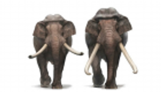 اكتشاف حفريات أفيال قزمة عاشت في جزر البحر المتوسط