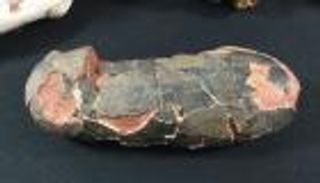 العثور على بيض ديناصور يعود لـ67 مليون عام