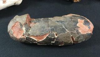 يبلغ طول البيضة 18 سم