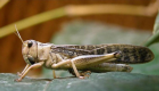 الجراد يهدد غذاء شرق أفريقيا