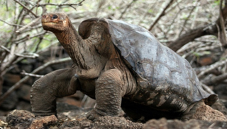 البحث عن نوعي سلحفاة منقرضين في جزر جالاباجوس - أرشيفية