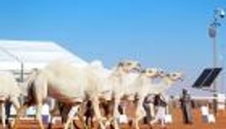 الملك سلمان يتوج هجن الرئاسة في ختام مهرجان الإبل