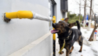 كلاب الغاز.. اكتشاف في الصين 