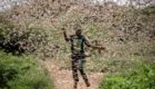 الجراد يلتهم كينيا.. أسوأ موجة منذ 70 عاما