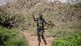 أسراب الجراد تهاجم الأراضي الزراعية في كينيا